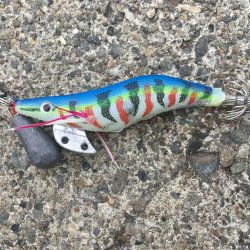 コウイカエギング